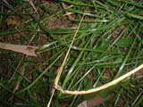 Golden Grasshopper at Fort Bowman Historical Site