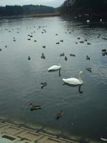 Park with Tons of Swans, Geese, and Ducks